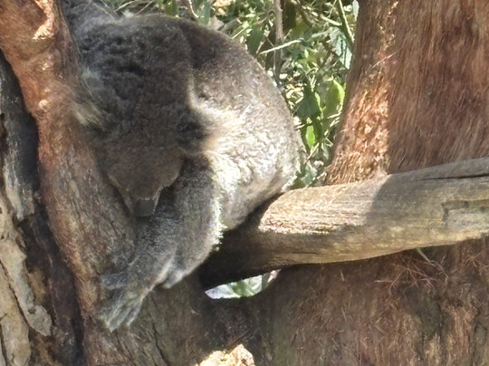 Port Stephens Koala Sanctuary-One Mile必去景点