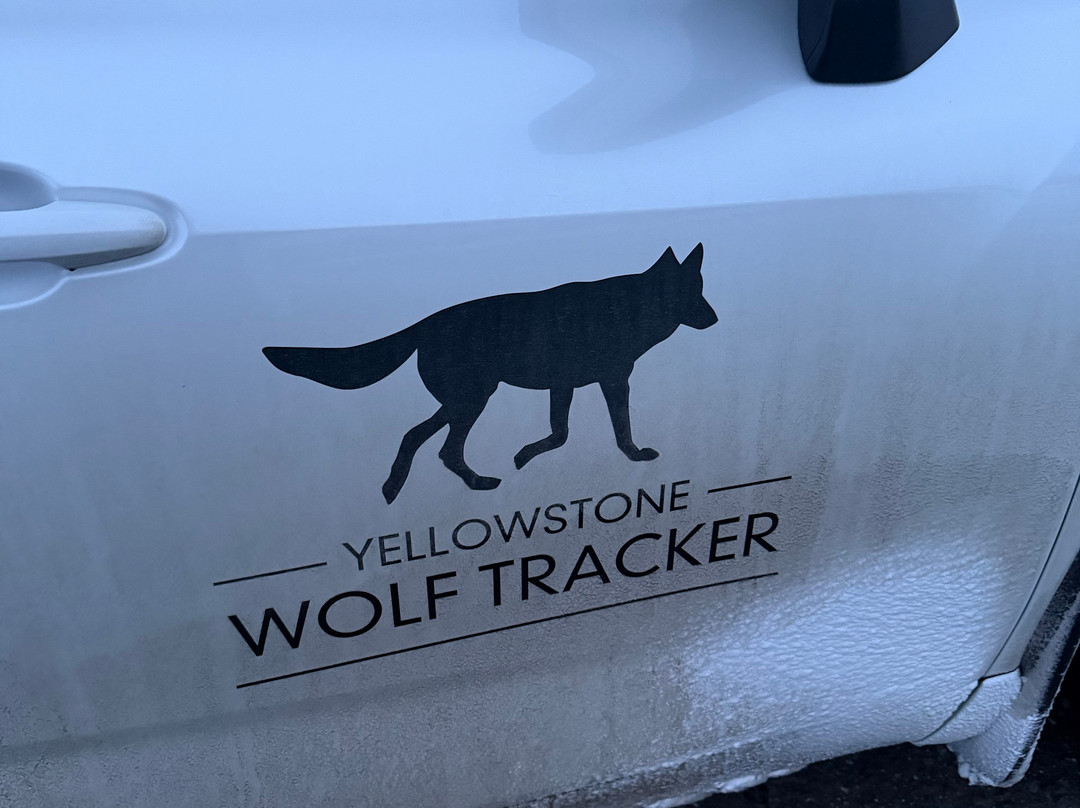 Yellowstone Wolf Tracker-加德纳必去景点