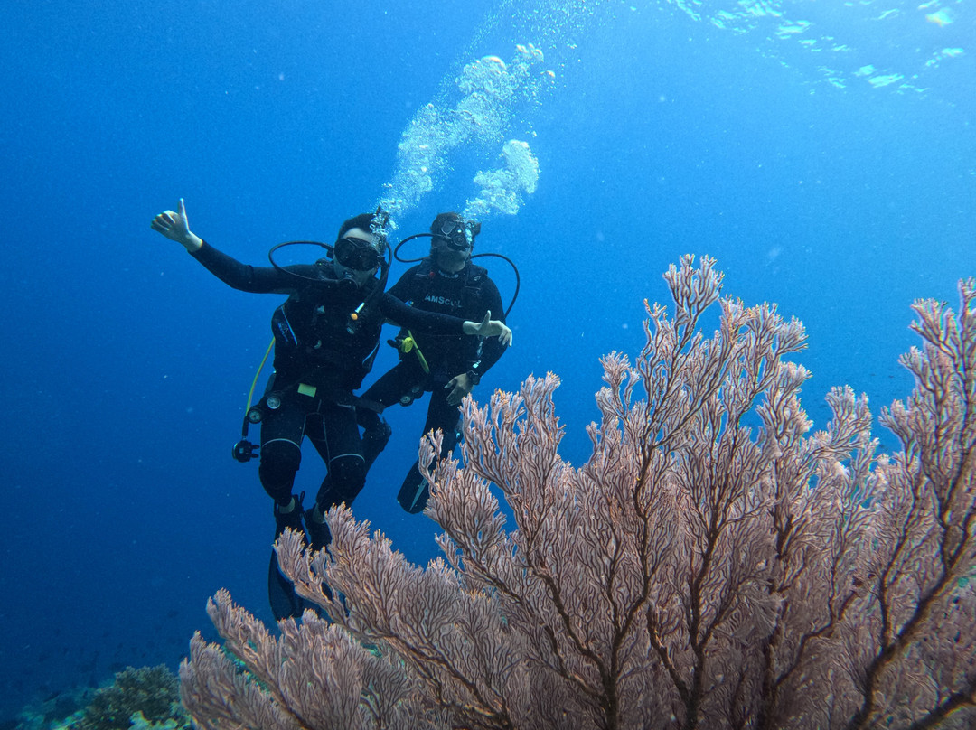 Menjangan Trip Snorkeling & Diving-Pejarakan必去景点