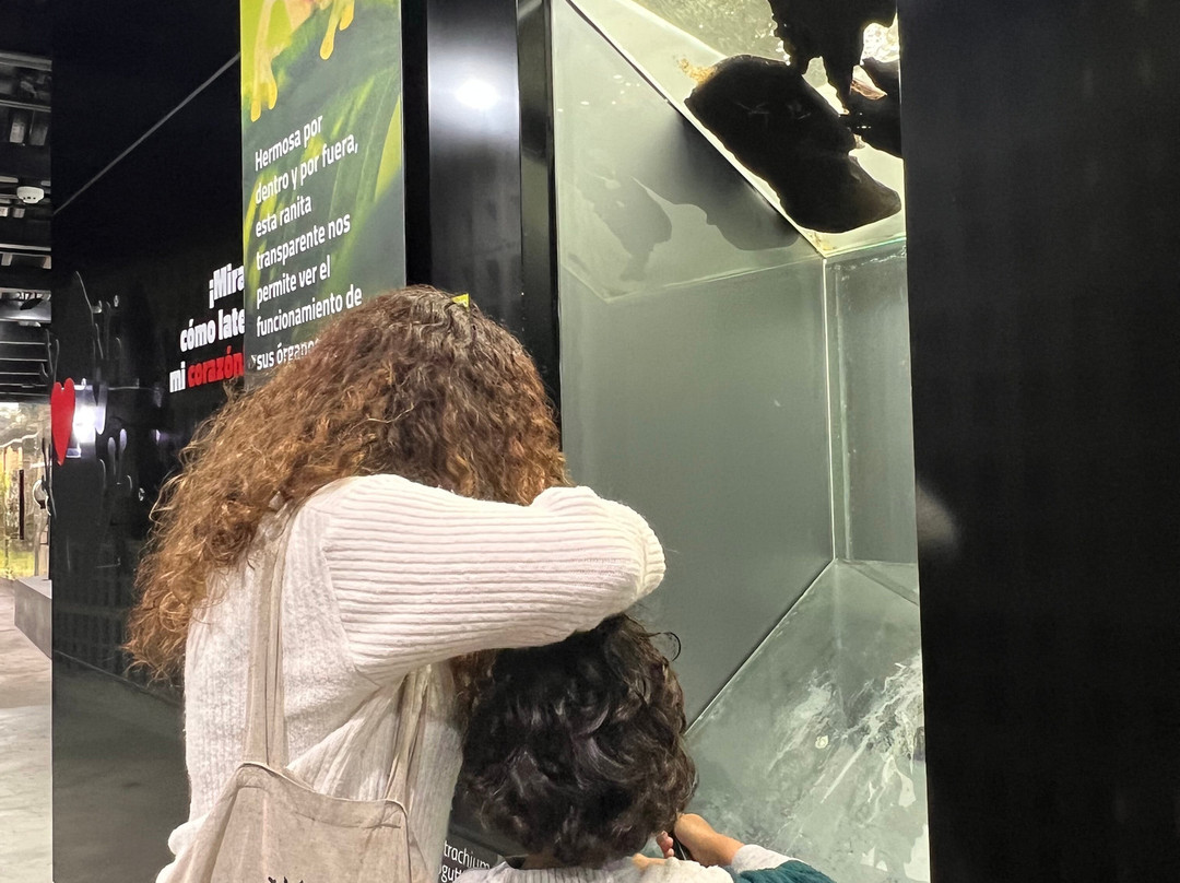 Wikiri Sapoparque-基多必去景点