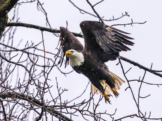 Skagit River Eagle Tours-Rockport必去景点
