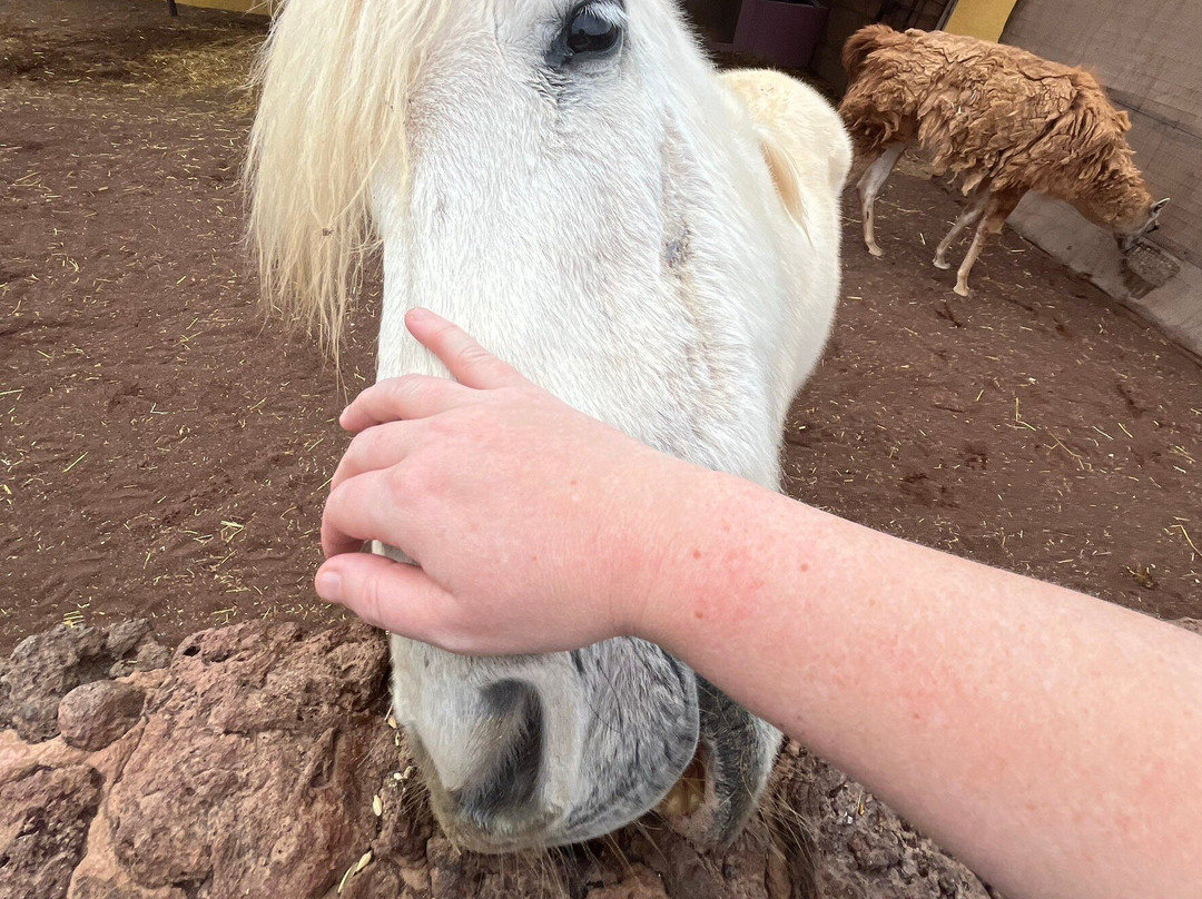 Cocodrilo Park Gran Canaria-阿古伊梅斯必去景点