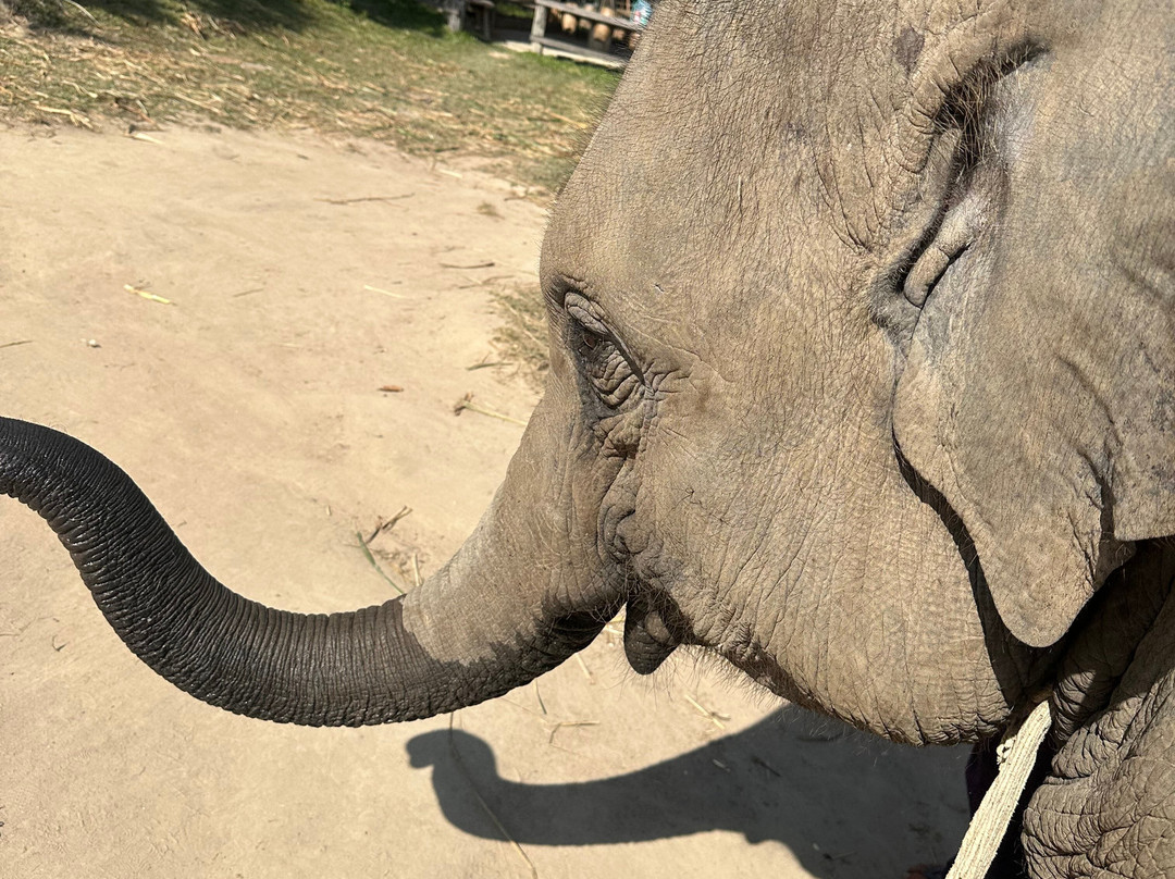 Karen Tribe Native Elephant-清迈必去景点