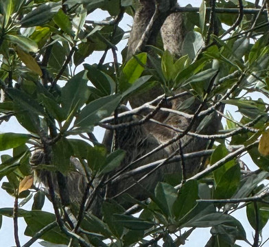 Bocas Islands Adventours-Bocas del Toro必去景点