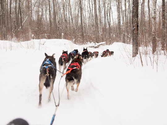Campbell's Racing Sled Dogs