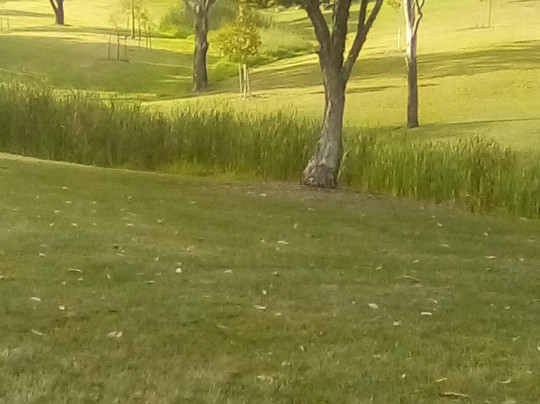 Junior Chambers Park-Beaudesert必去景点