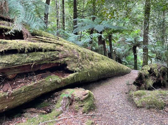 Styx Valley-Maydena必去景点