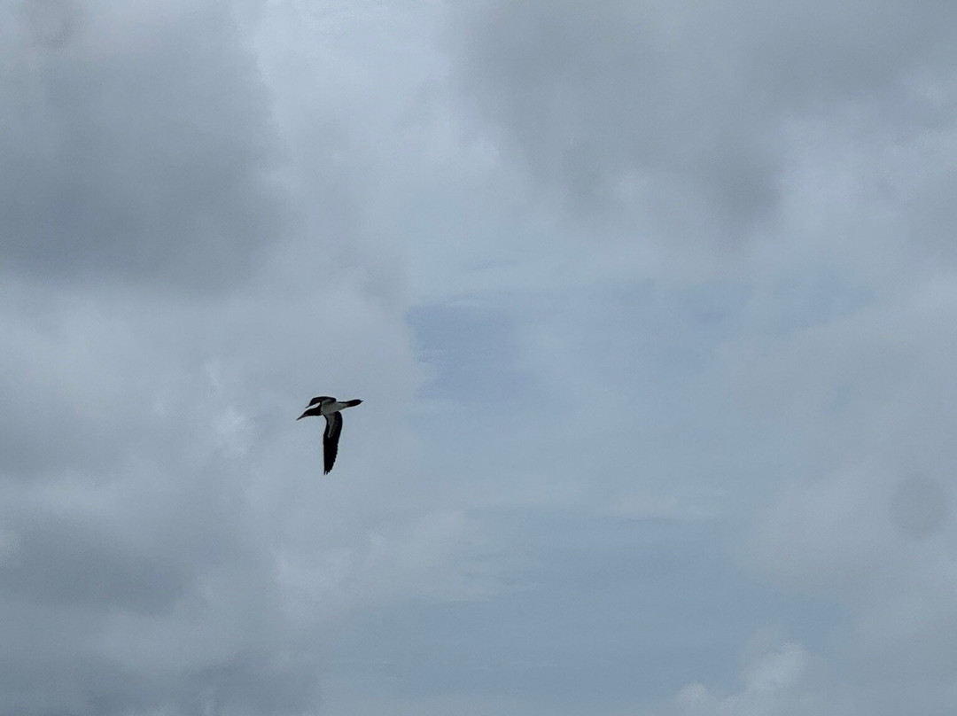 Fernando de Noronha Marine National Park-费尔南多-迪诺罗尼亚群岛必去景点