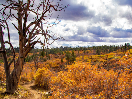 East Rim Trail-锡安国家公园必去景点