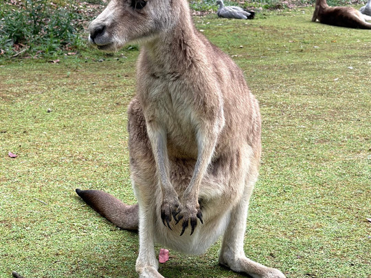 Tasmanian Devil Unzoo-塔拉纳必去景点