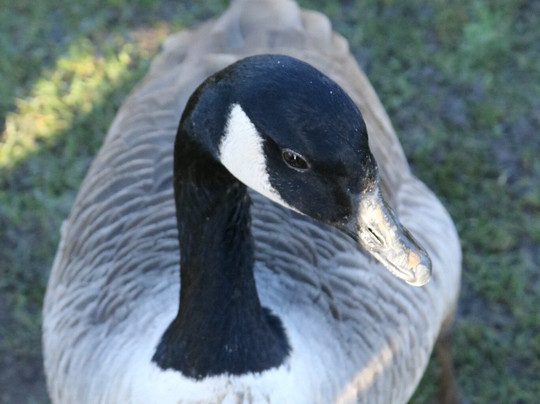 Poolsbrook Country Park-Staveley必去景点