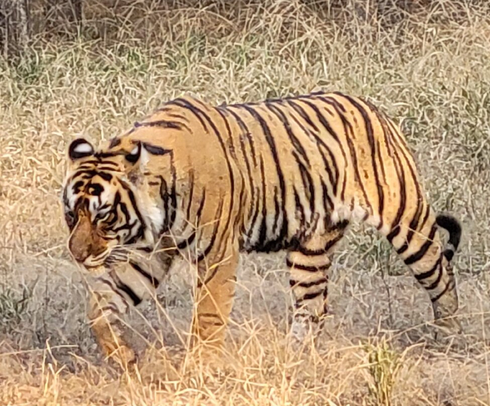 UNIQUE TRAVEL INDIA JAIPUR-斋蒲尔必去景点