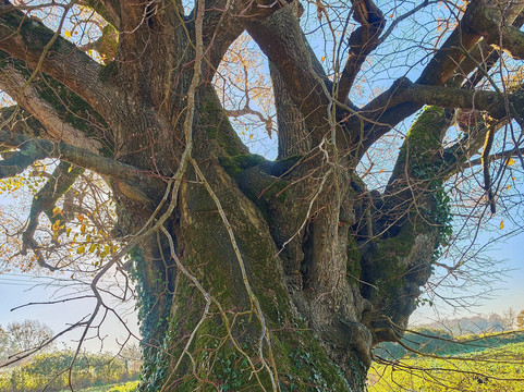 Tilleul remarquable de Fontblanche