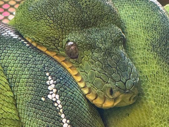 Parque Reptilandia-主日镇必去景点