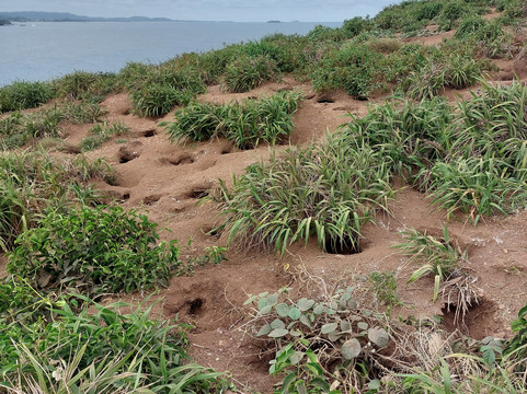 Coffs Harbour Muttonbird Island-科夫斯港必去景点