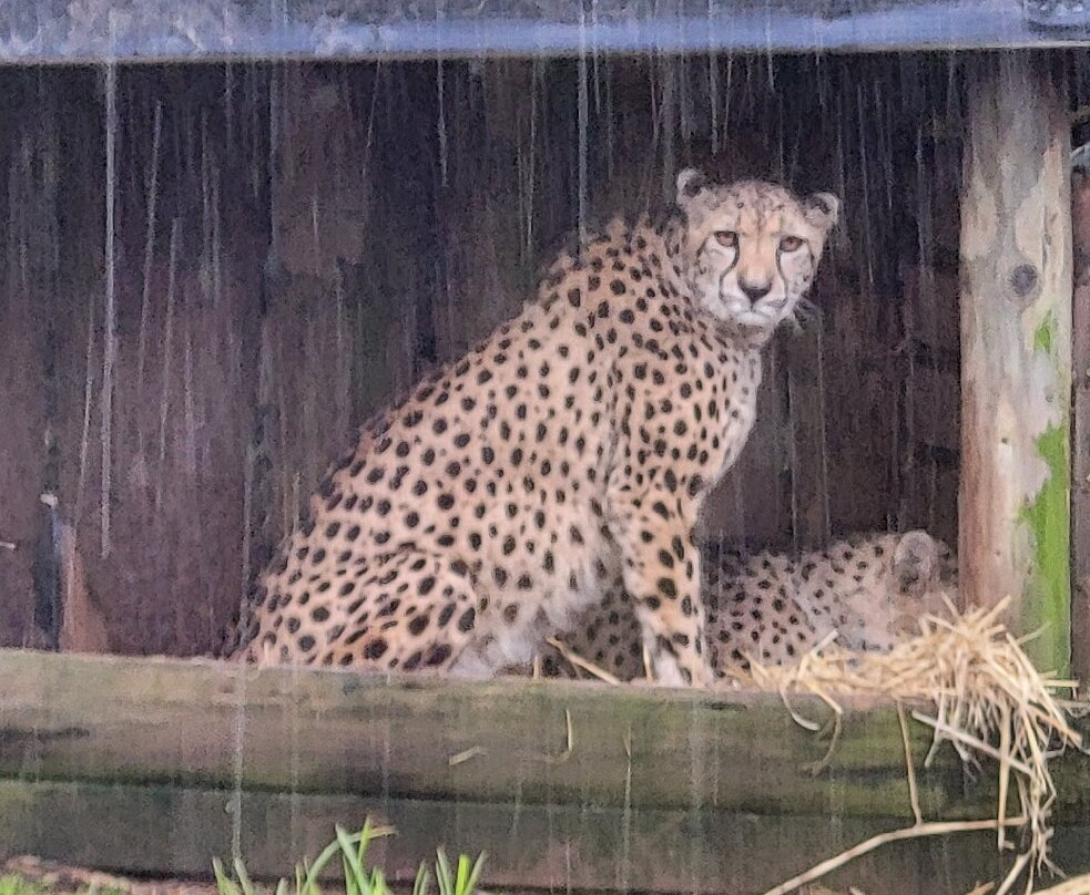 Paignton Zoo Environmental Park-佩恩顿必去景点