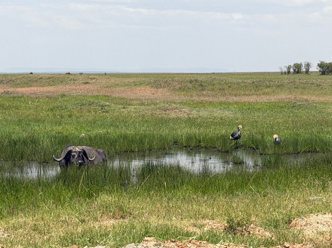 Join African  Savanah-Karen必去景点