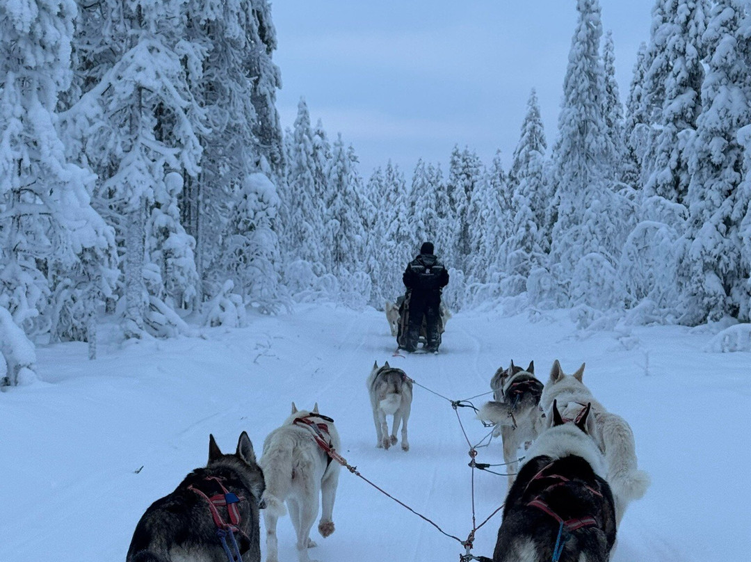Arctic Borealis Huskies-Ranua必去景点