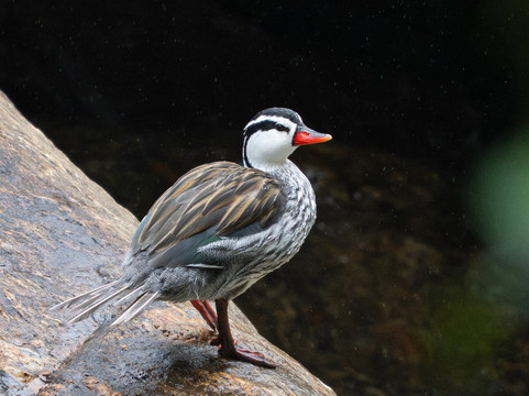 Ecuador Birds Tours-基多必去景点