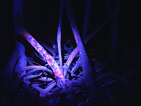 BioIsland-Cabezas必去景点