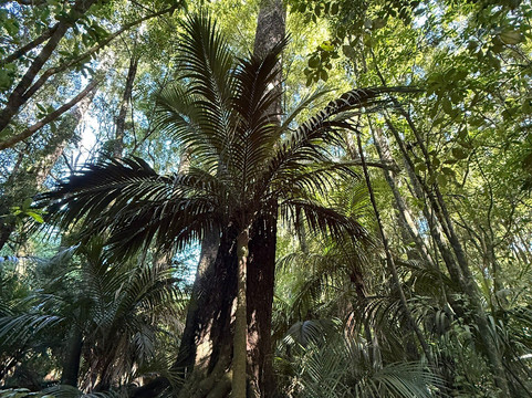 Awakeri Rail Adventures-法卡塔尼必去景点