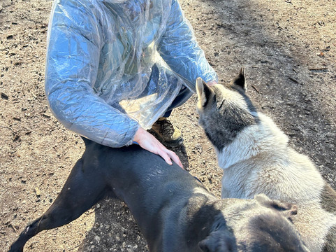 Evasion Canine-枫丹白露必去景点