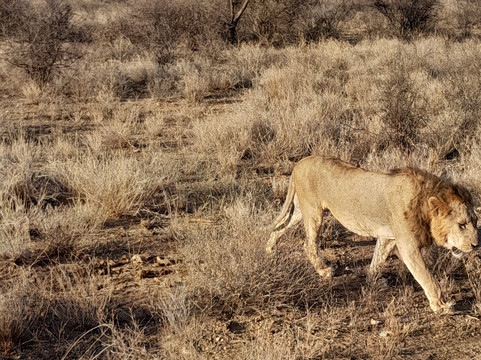 Rhino Africa Safaris-开普敦中心区必去景点