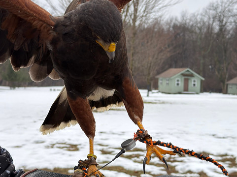 Ohio School Of Falconry-哥伦布必去景点