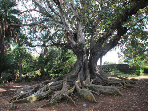 Jardim Botânico António Borges-蓬塔德尔加达必去景点