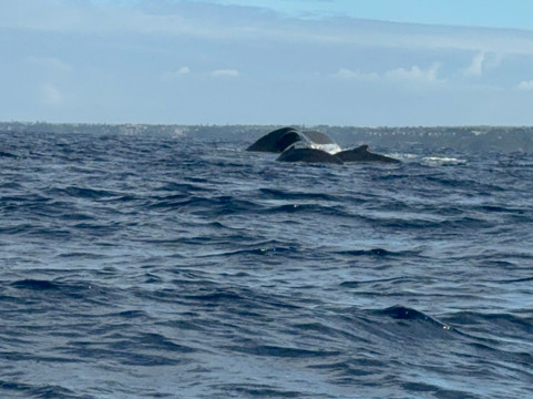 Maui Ocean Rentals-基黑必去景点