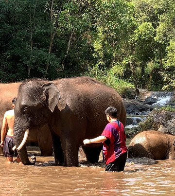 Elephant Freedom Village-清迈必去景点
