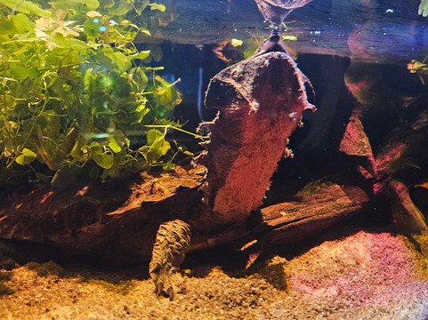 Neotropica, Postojna, Slovenia-波斯托伊纳必去景点