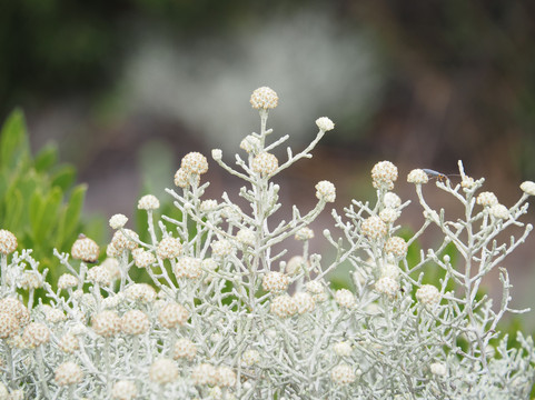 Australian Air Safaris-Moorabbin必去景点