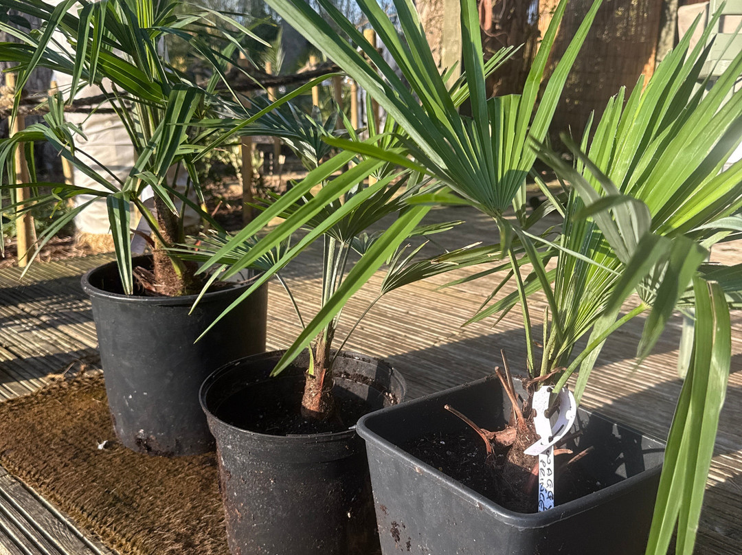 Dirt Cheap Plants-North Anston必去景点