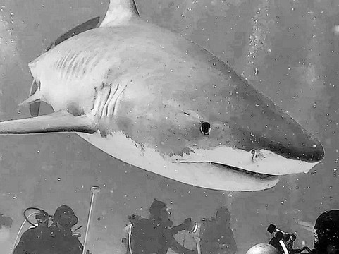 Epic Diving-West End必去景点