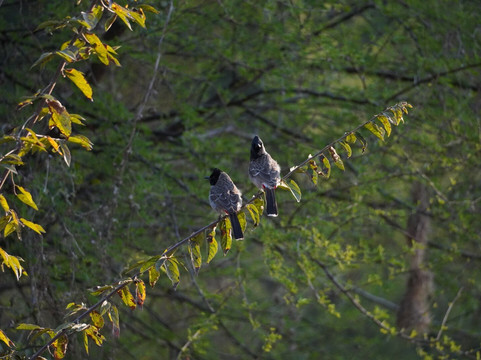 Jhalana Leopard Safari Park-斋蒲尔必去景点