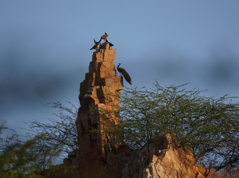 Jhalana Leopard Safari Park-斋蒲尔必去景点
