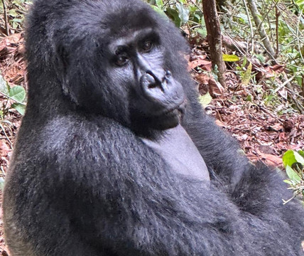 Go Gorilla Trekking-吉佳利必去景点