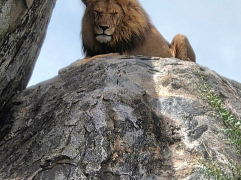 Monkey Adventures-莫西必去景点