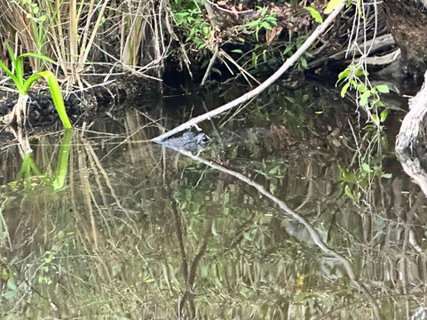 Everglades Adventure Tours-奥乔皮必去景点