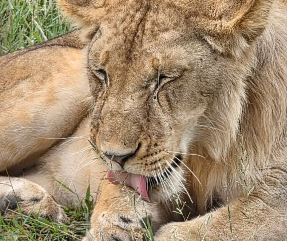 Carnivores Safaris Limited-阿鲁沙必去景点