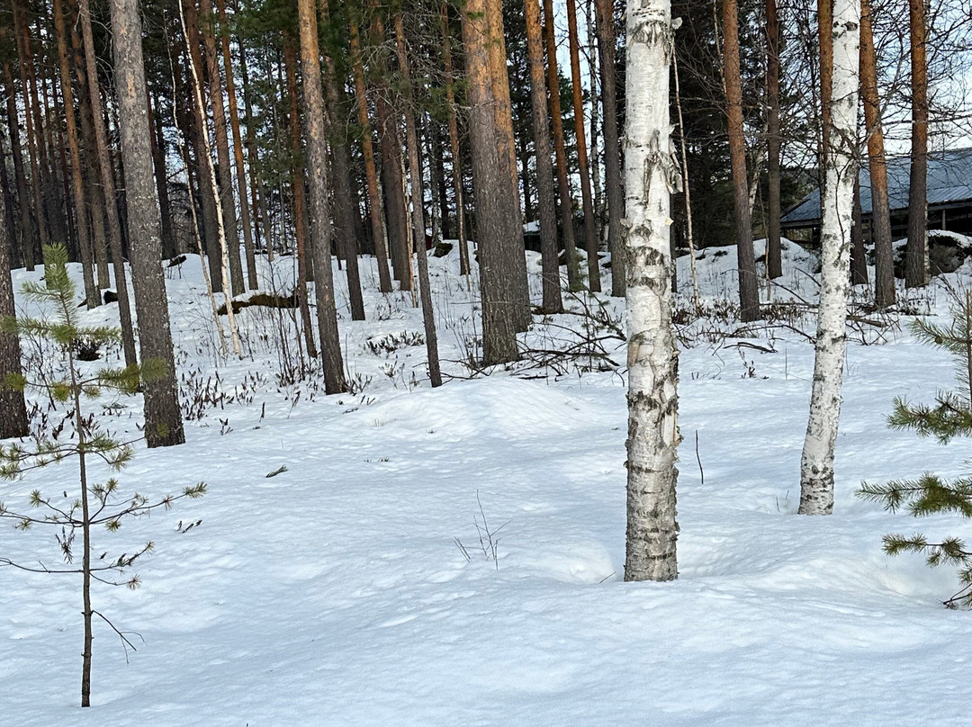 Openlappland-Amsele必去景点