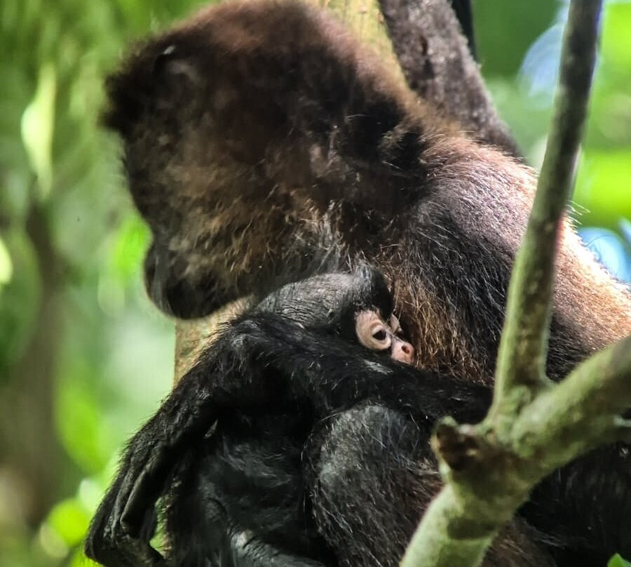 Picolina Tours-德雷克湾必去景点