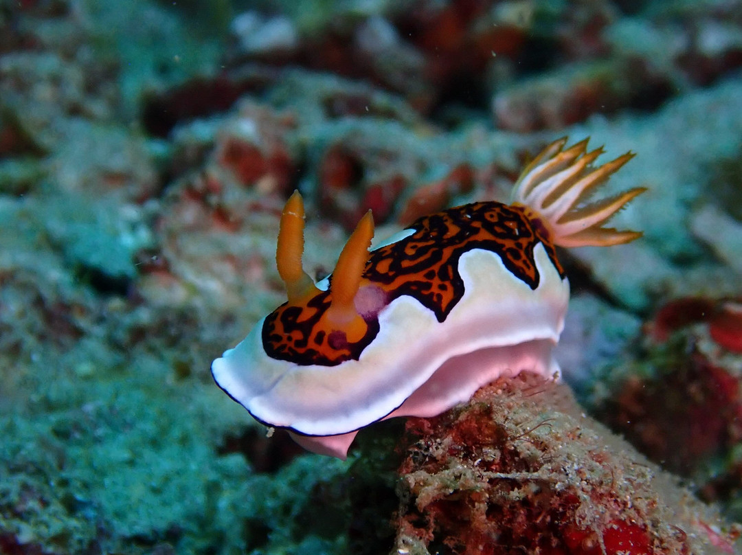 Kalpitiya Diving Center-卡尔皮蒂耶必去景点