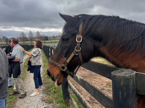 Old Friends at Dream Chase Farm-Georgetown必去景点