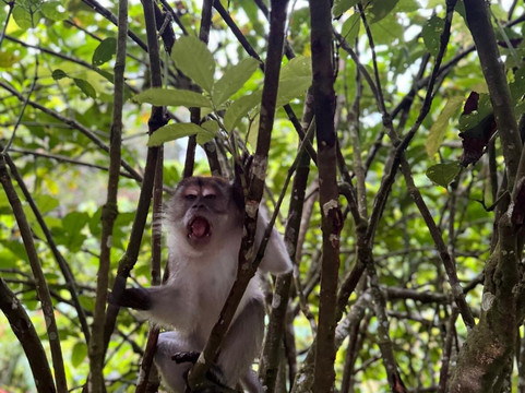Sumatra orangutan escape-棉兰必去景点