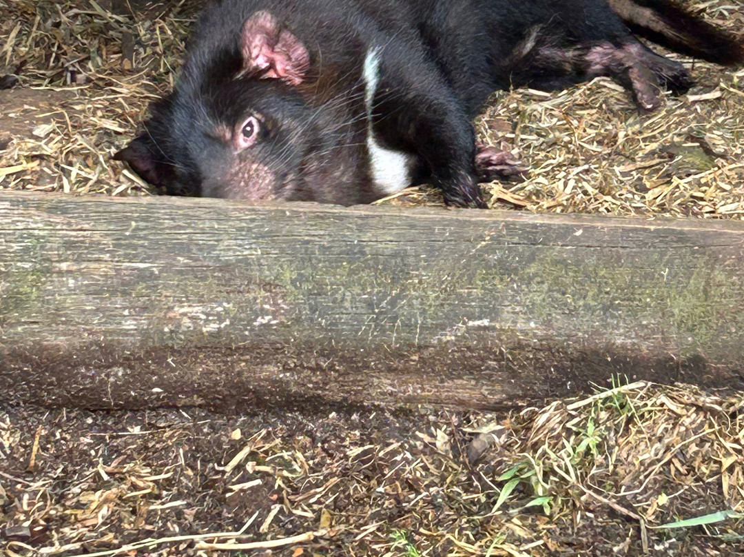 袋獾摇篮山-Cradle Mountain必去景点