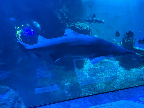 Newport Aquarium-Newport必去景点