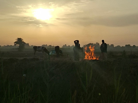 ACE - Animal Care in Egypt-卢克索必去景点