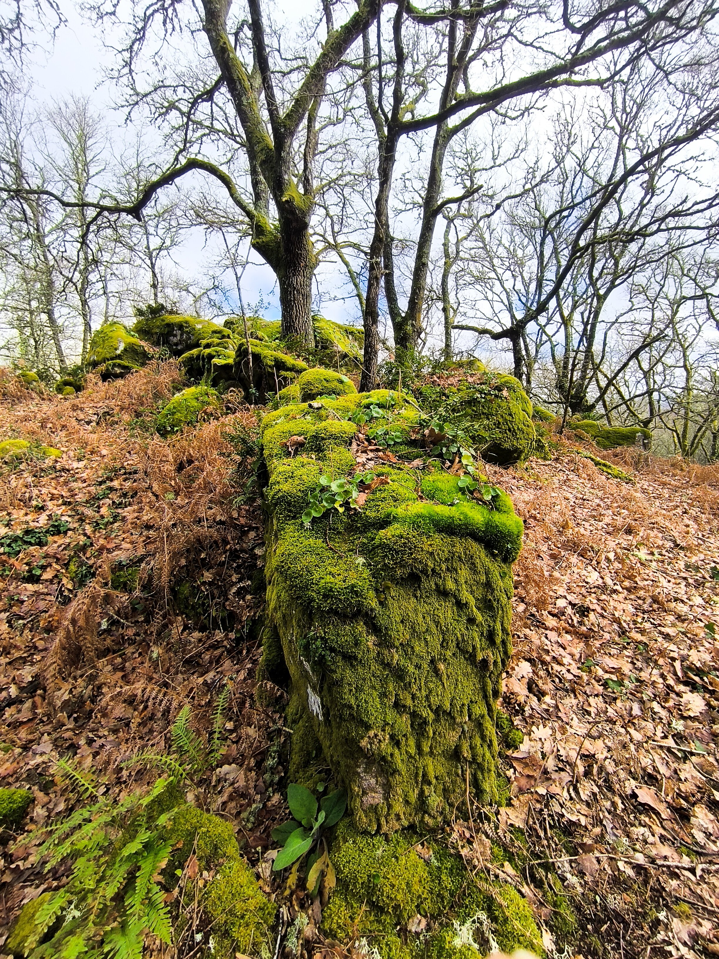 圣水之家旅馆-官方